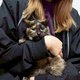 シニアの保護猫ちゃびぃに里親が見つかりました！