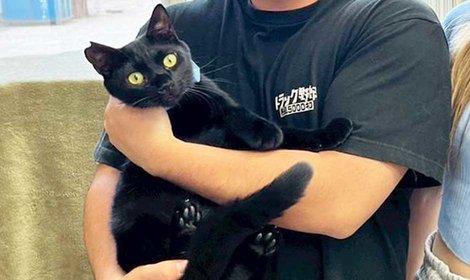 野々市シェルター 譲渡会のご報告／当日の様子を「こねこサポーター」より共有いただきました。