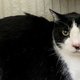 膵炎を発症　入院治療が必要な老猫ジンの医療費を支援します。