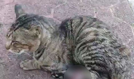 骨が飛び出すほどの大怪我を負っていたジャンプの医療費を支援します。