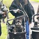 ペシュに里親が見つかりました！