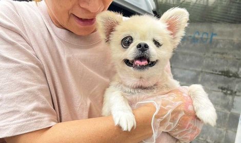 大きな手術を乗り越えたシニア犬　みーの医療費を支援します。
