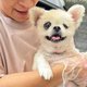 大きな手術を乗り越えたシニア犬　みーの医療費を支援します。