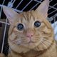 離れて暮らす飼い主さんと猫、「ネコのバス」で再会