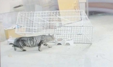 手作りの捕獲器で無事に保護