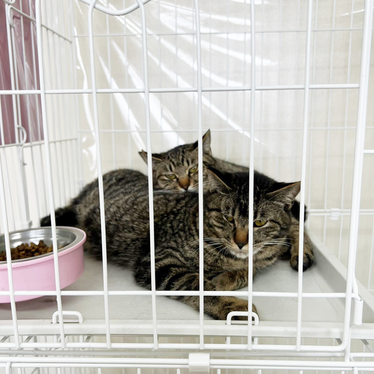 LINE_ALBUM_2024213石川県獣医師会会長　宮野先生の視察_240214_3.jpg