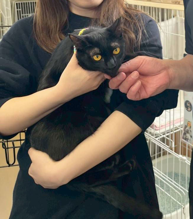 最初はシャーシャーだった黒猫姉妹.jpg