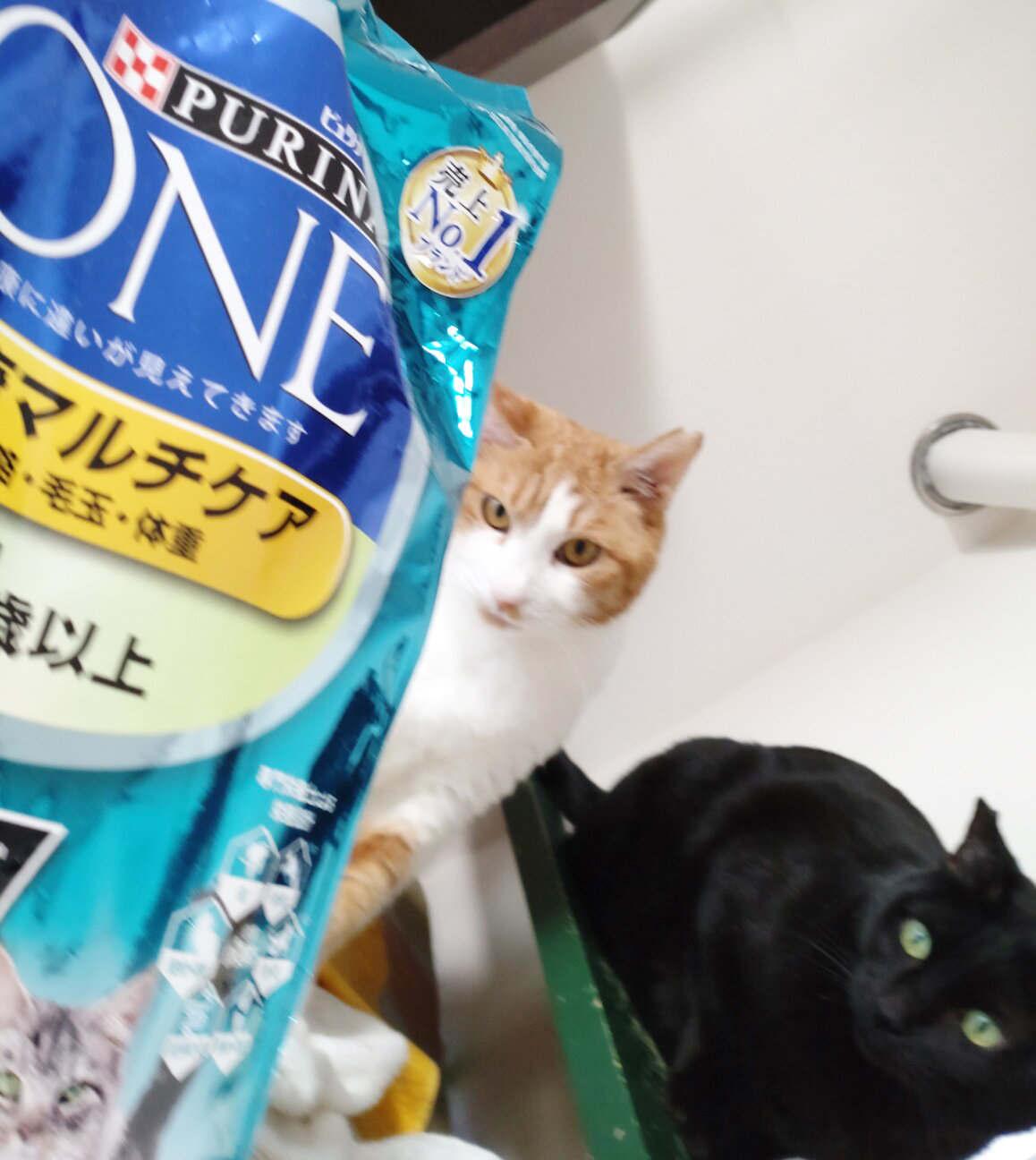 カヤ(左).jpg