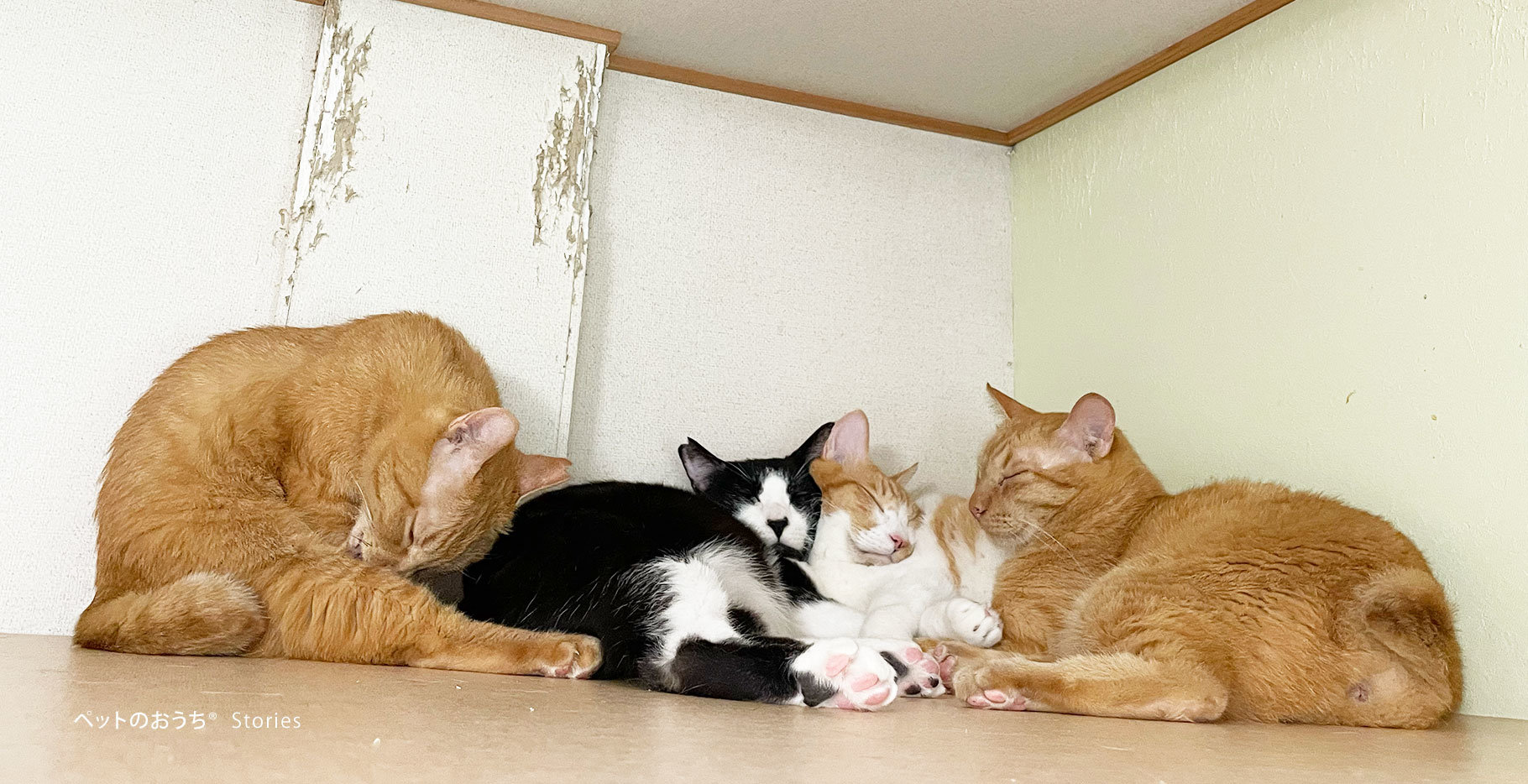 仲良く天袋で眠ります。Catioに在籍している猫はみんな穏やかです。.jpg