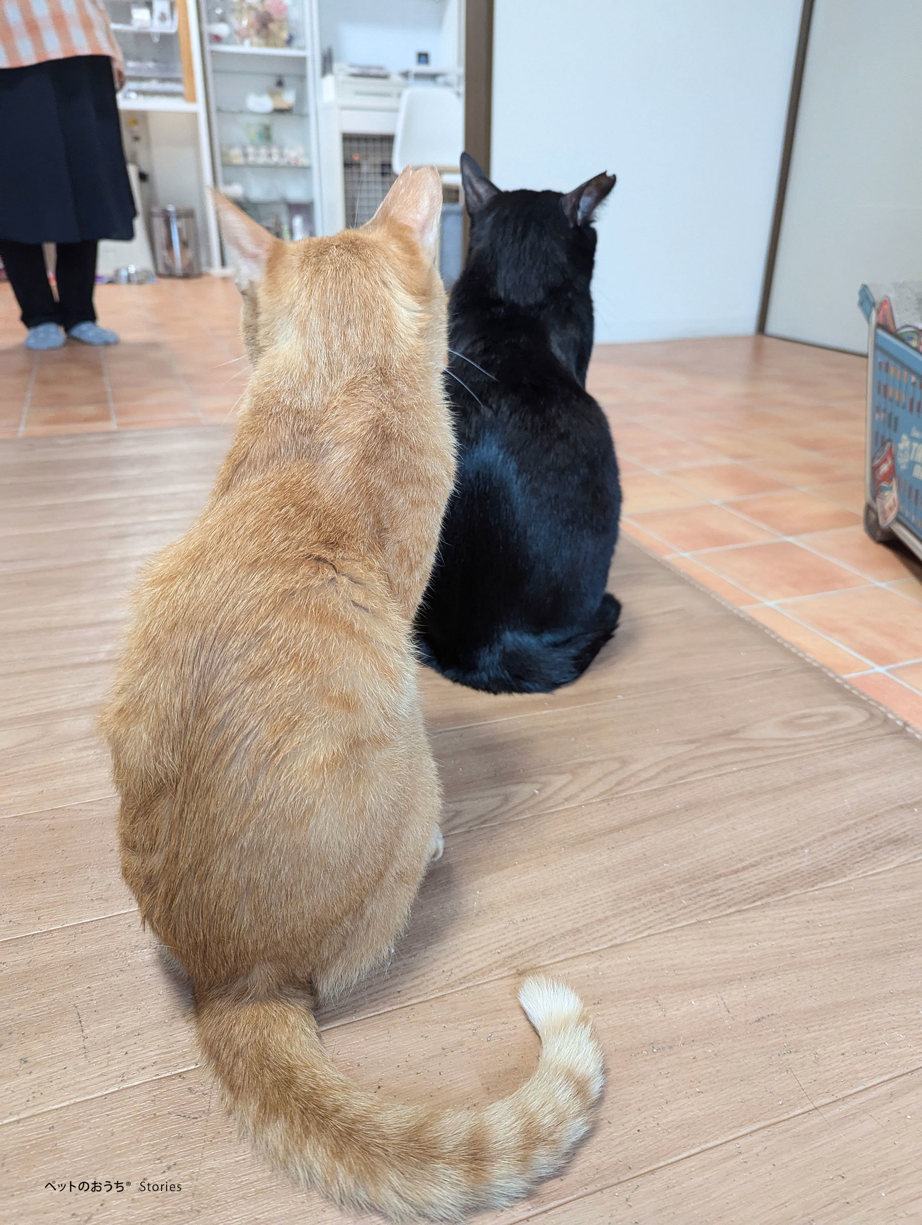同じポーズでお見送りしてくれました.jpg