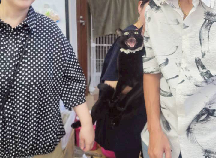横綱と仲良しの黒猫さん.jpg