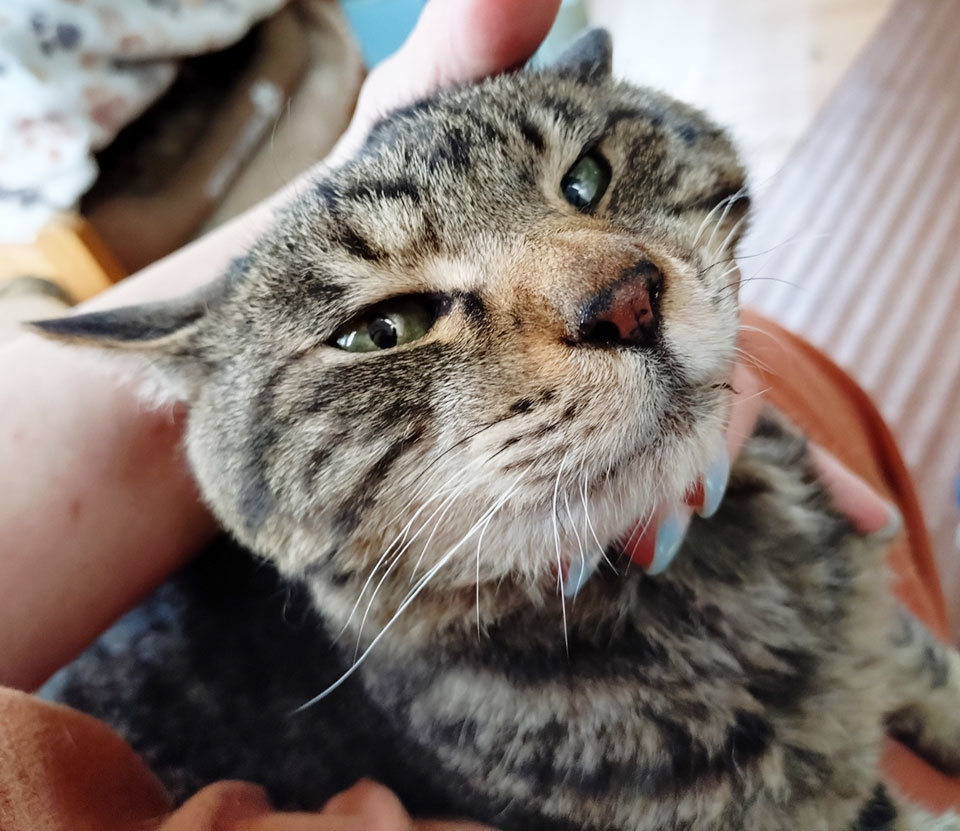 膝の上に乗ってきます.jpg