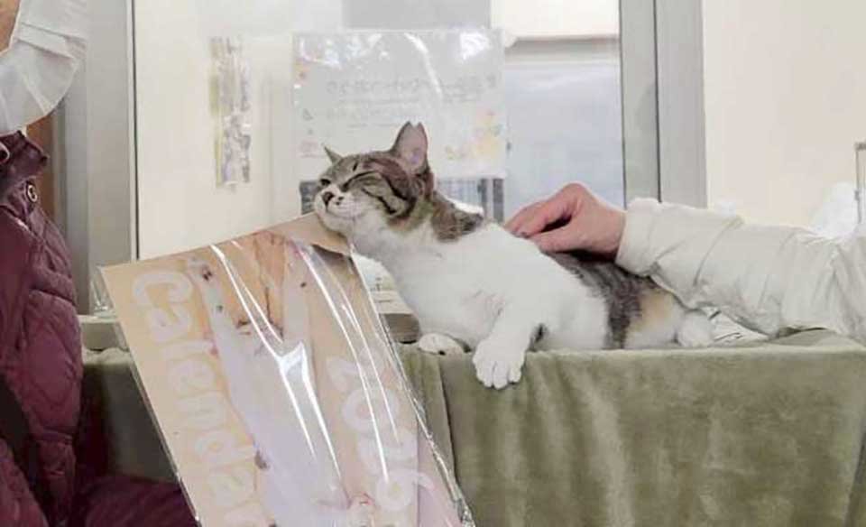 20251220野々市里親決定すりすり猫.jpg