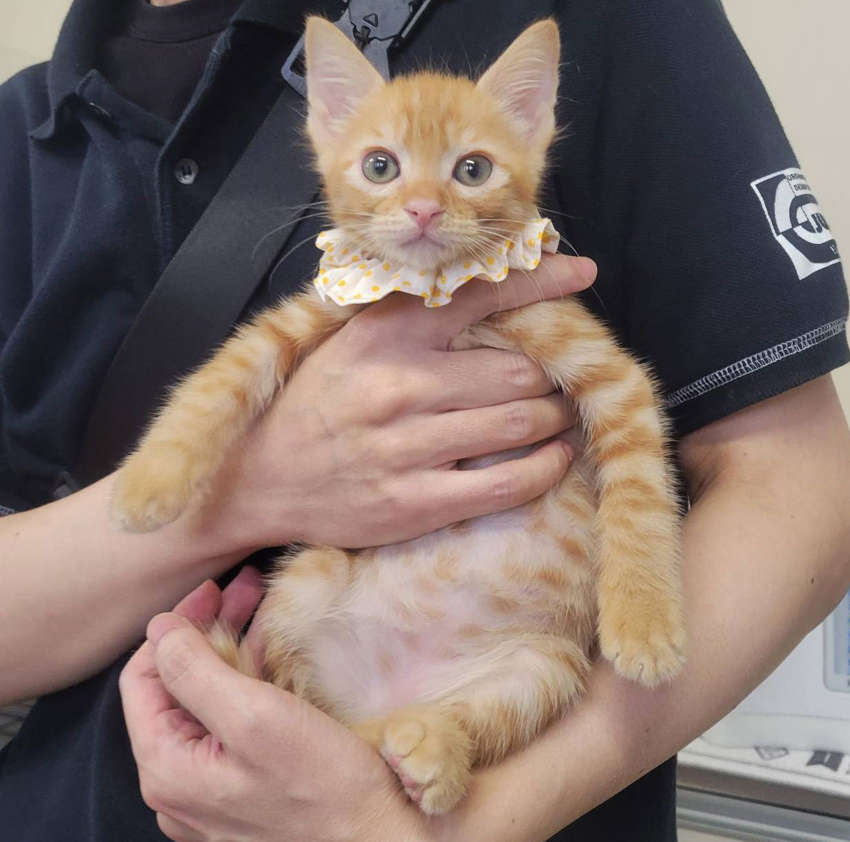 茶トラ子猫さん.jpg
