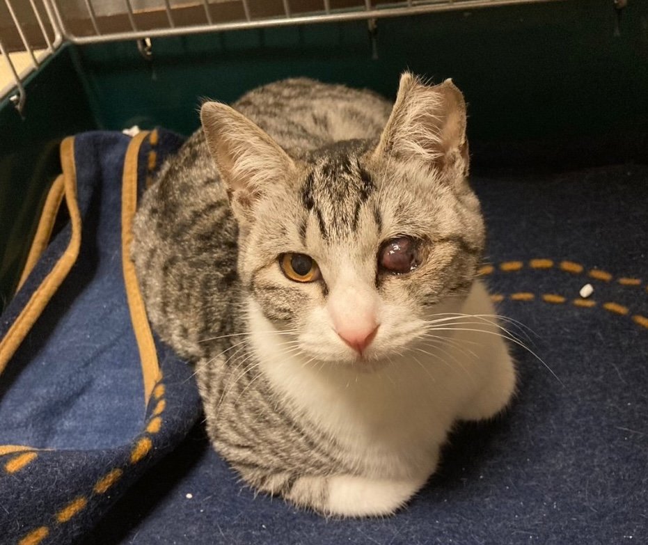 LINE_ALBUM_能登島猫_240325_9.jpg