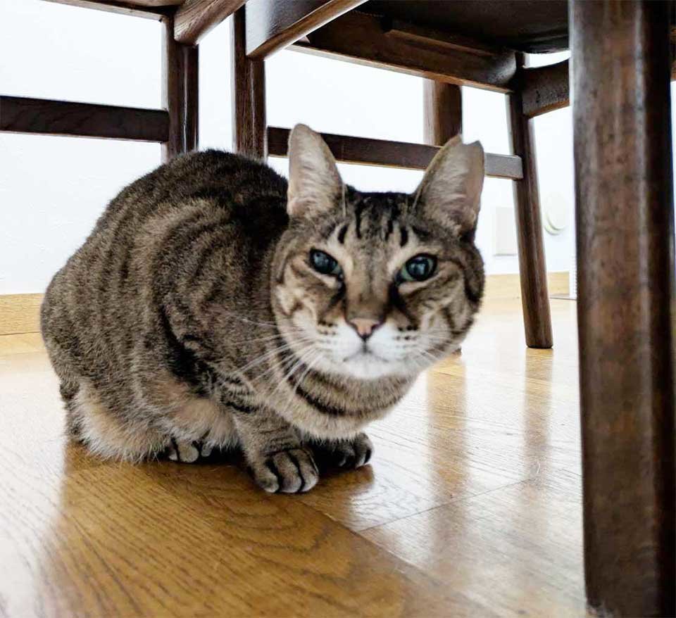 机の下2483.jpg