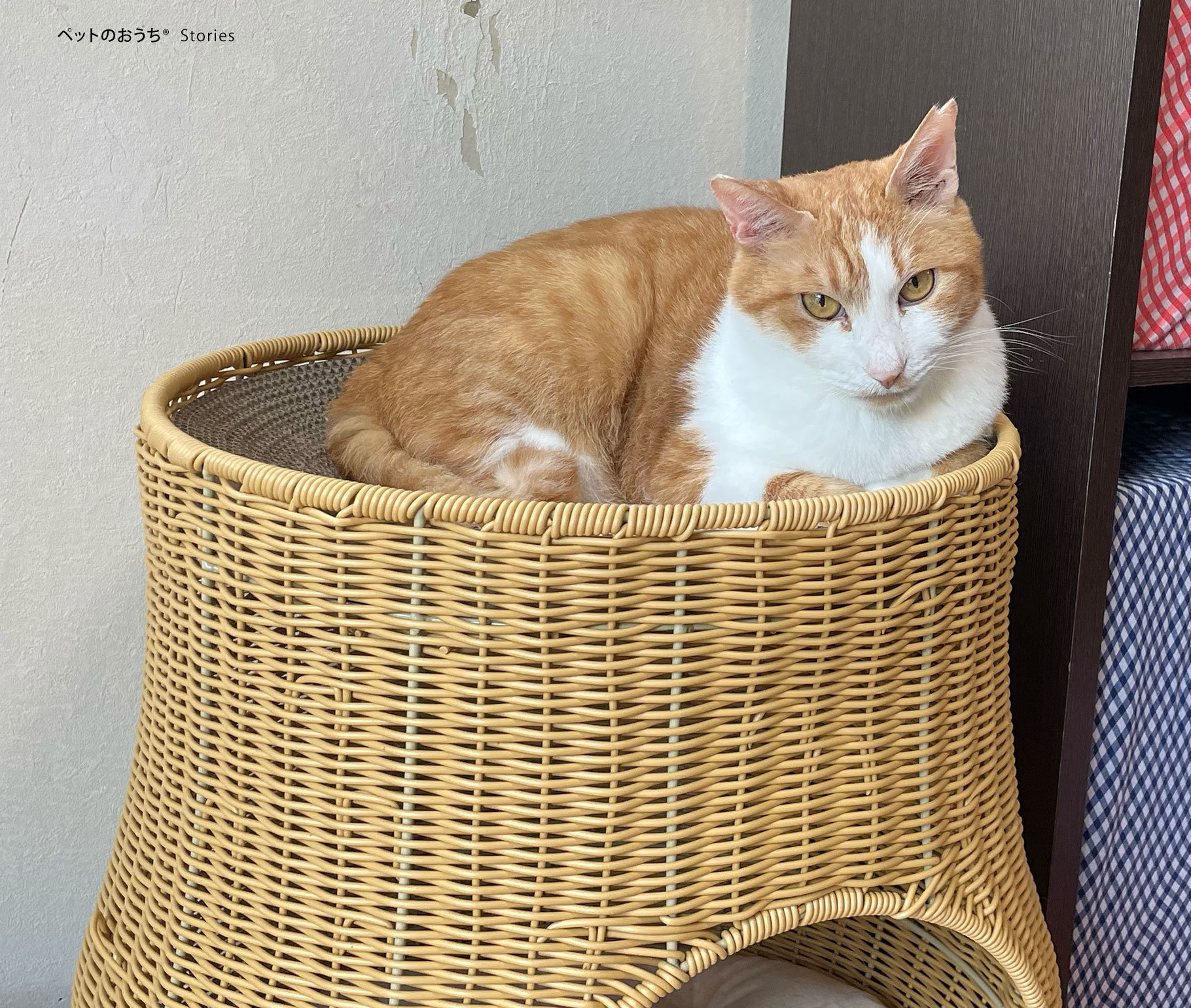 お気に入りの猫ちぐらの上でくつろいでいるカヤ.jpg