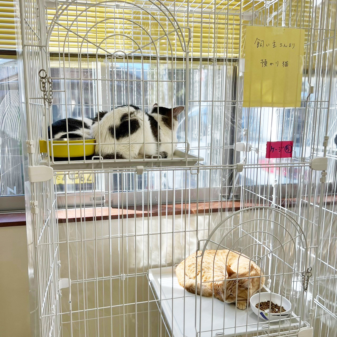 LINE_ALBUM_2024213石川県獣医師会会長　宮野先生の視察_240214_5.jpg
