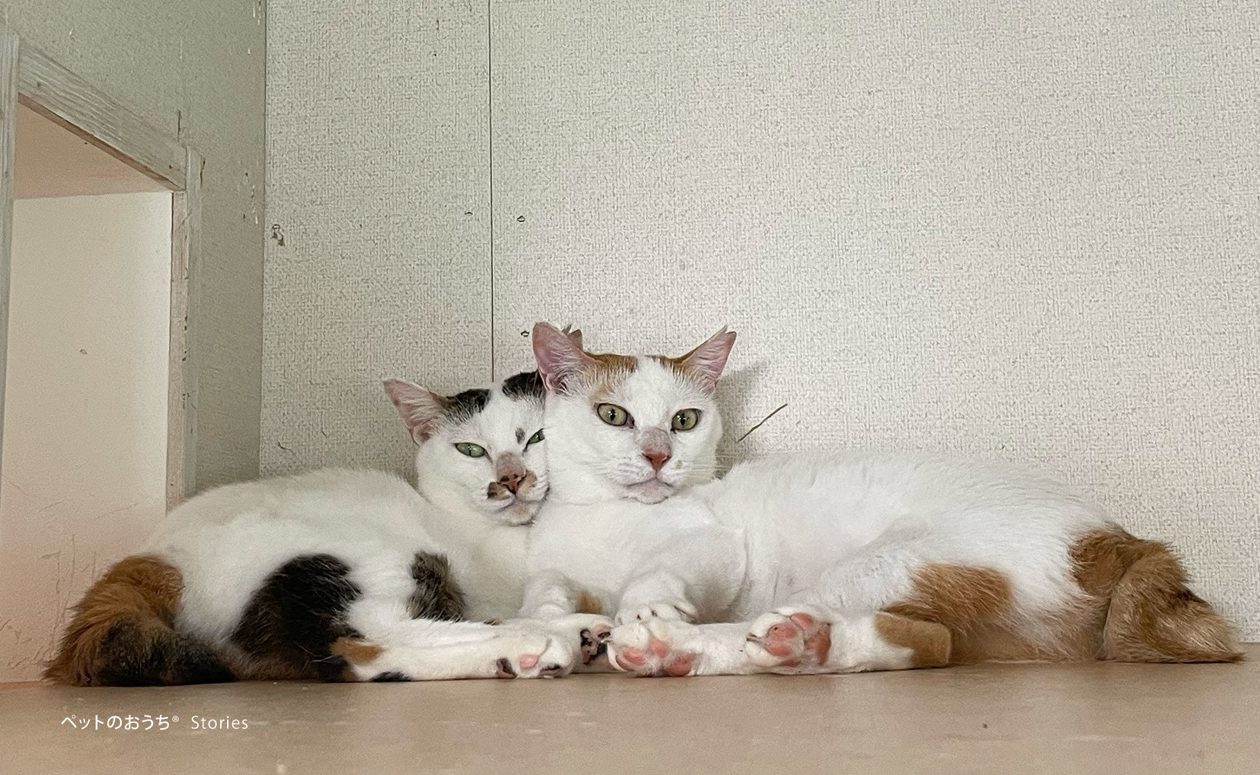 美人な姉妹猫　飛鳥（左）と吉野（右）.jpg