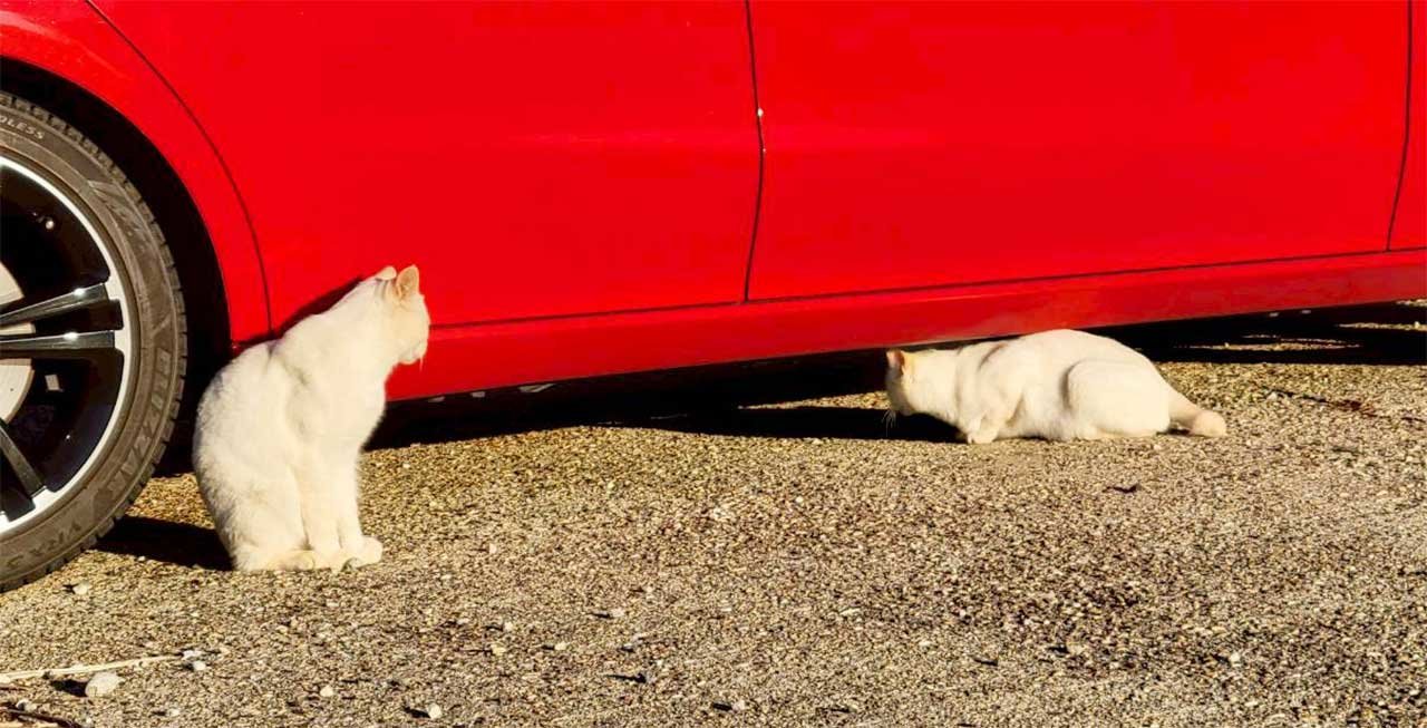 20251220野々市能登車の下の猫.jpg
