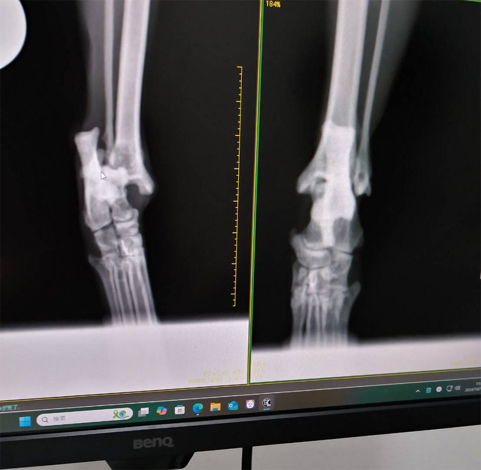 レントゲン1.jpg