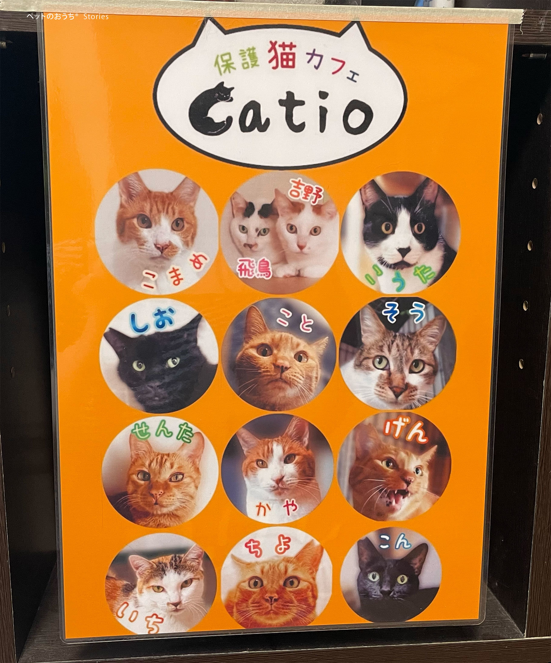 在籍している猫の写真で作成した特製の看板です.jpg