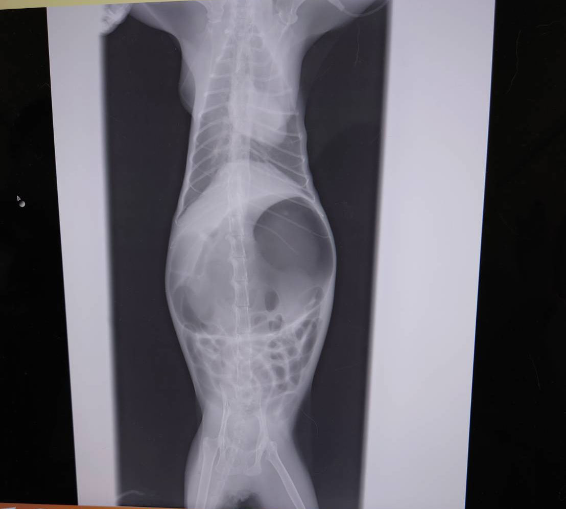 レントゲン縦.jpg